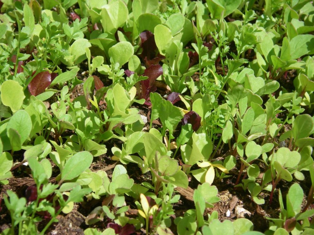 MESCLUN