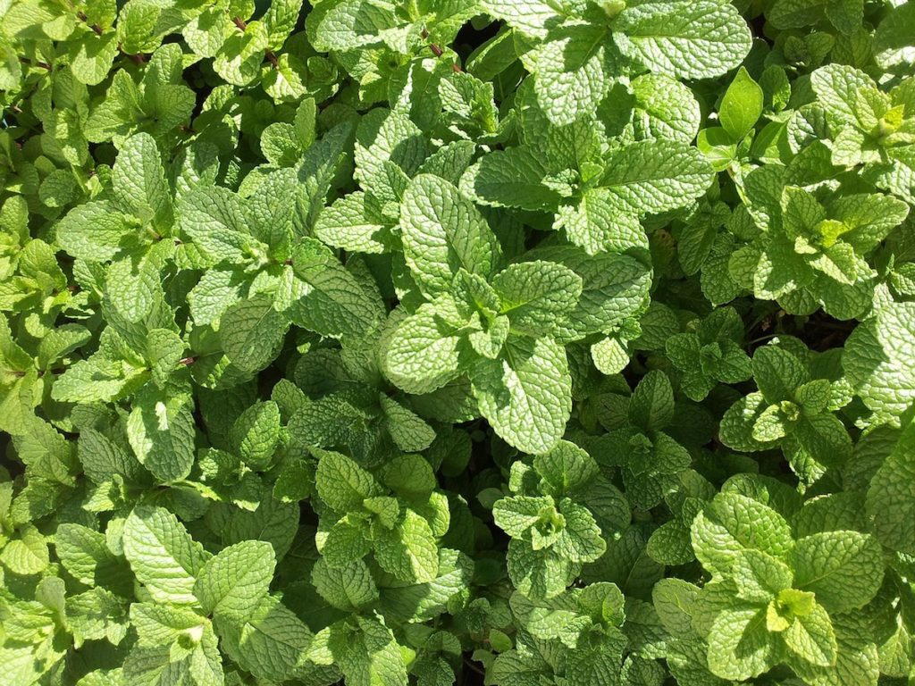 BASIL / MINT