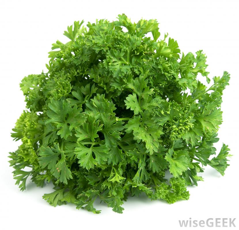 PARSLEY/CILANTRO