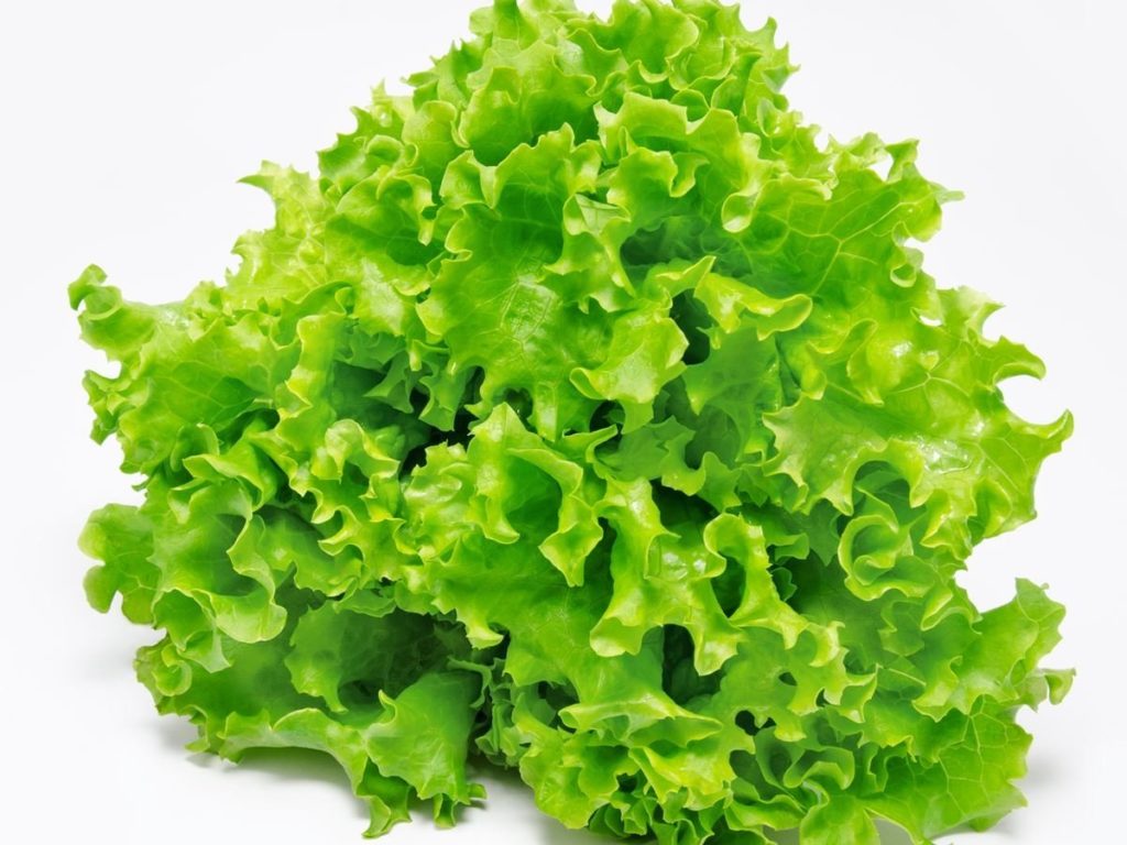 LETTUCE